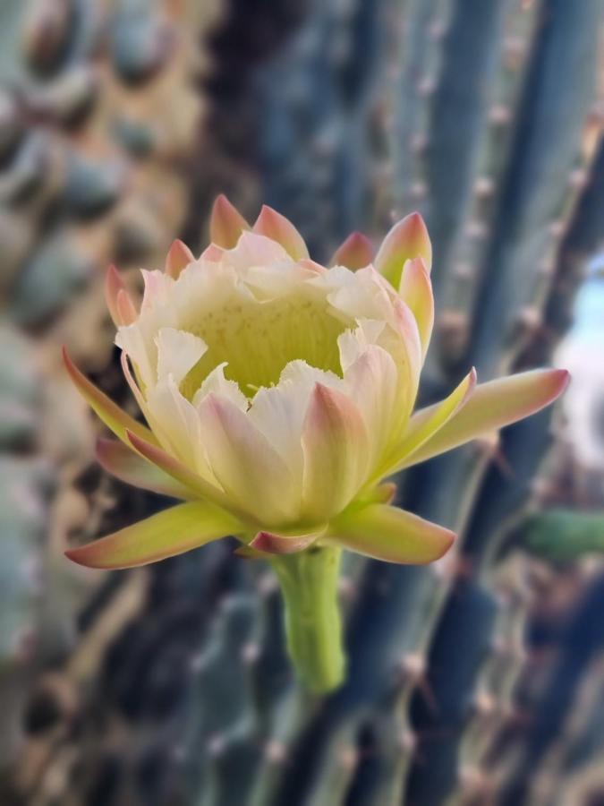 Cactus - Blooming Garden Apartments كالاماتا المظهر الخارجي الصورة